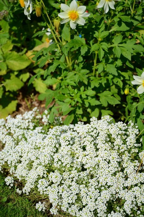 Lobularia maritima 'Cristaux de Neige'